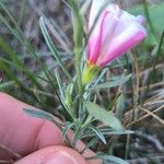 Convolvulus lineatus Flower