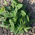 Stachys affinis Folha