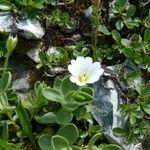 Cerastium latifolium 花