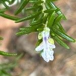 Salvia × lavandulacea