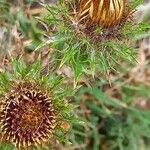 Carlina vulgaris Fleur