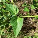 Mirabilis albida Folha