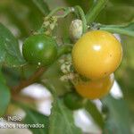 Solanum nudum Fruit