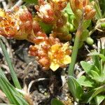 Sedum alpestre Blomma