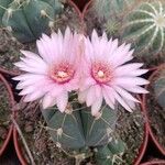 Gymnocalycium horstiiപുഷ്പം