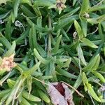 Delosperma cooperi Blatt