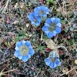 Gentiana depressa 花