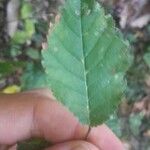 Carpinus betulusᱥᱟᱠᱟᱢ