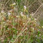 Begonia fischeri Агульны выгляд