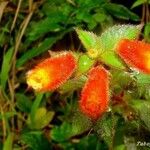 Kohleria spicata 花