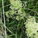 Agrostis stolonifera Flor