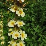 Sisyrinchium striatum Habit