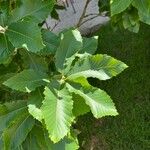 Quercus pontica Blatt