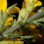 Genista pulchella Flower