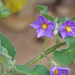 Solanum trilobatum Flower