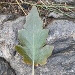 Crambe scoparia Blatt