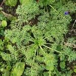 Adonis annua Feuille