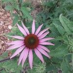 Echinacea purpurea Цвят