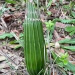 Rhapidophyllum hystrix Fuelha