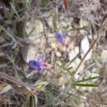 Lathyrus angulatus Drugo