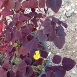 Oxalis hedysaroides Hoja