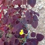 Oxalis barrelieri Fuelha