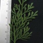 Asplenium theciferum Otro