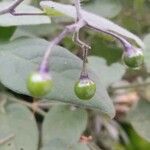 Solanum lyratum Φρούτο
