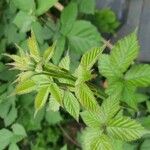 Rubus scaber ᱥᱟᱠᱟᱢ