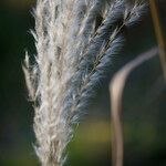 Miscanthus sacchariflorus ഫലം