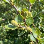 Betula humilis Fruit