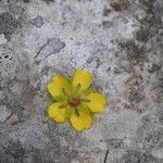 Potentilla heptaphylla Flor