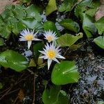 Nymphaea elegans Floare