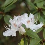 Rhododendron davidsonianum Virág