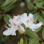 Rhododendron davidsonianum Flower