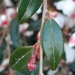 Camellia caudata ഇല