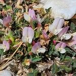 Trifolium uniflorum Blüte