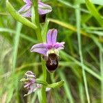 Ophrys scolopaxBlomst