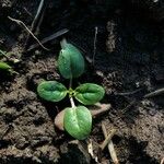 Theligonum cynocrambe Yaprak