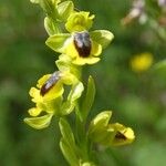 Ophrys lutea 花