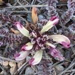 Pedicularis centranthera Flower