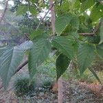 Aphananthe aspera Leaf