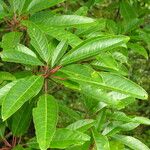 Daphniphyllum chartaceum Habit