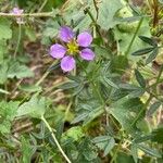 Fagonia cretica Floare