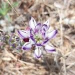 Lupinus microcarpus ᱵᱟᱦᱟ