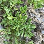 Globularia cordifolia Leaf