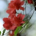 Rhododendron kaempferi Flor