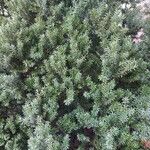 Taxus cuspidataഇല