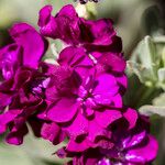 Matthiola incana Blüte