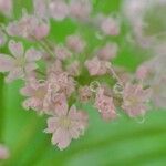 Chaerophyllum hirsutum Fleur